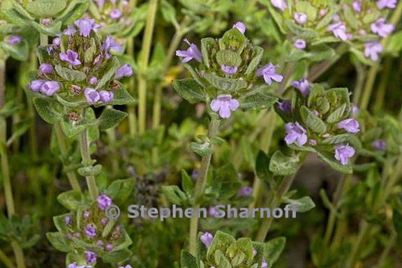 thymus camphoratus 1 graphic